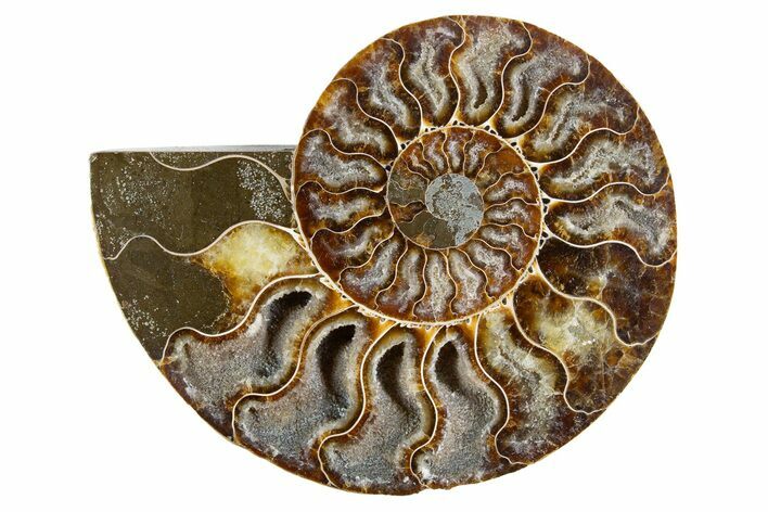 Cut & Polished Ammonite Fossil (Half) - Deep Crystal Pockets #345994